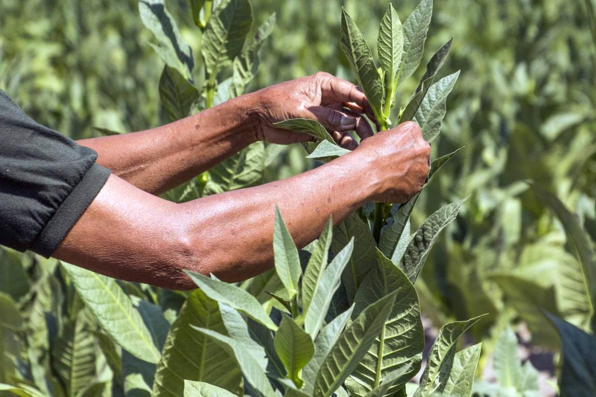 Tangan petani saat memetik tembakau di Ngaglik, Sleman, Yogyakarta