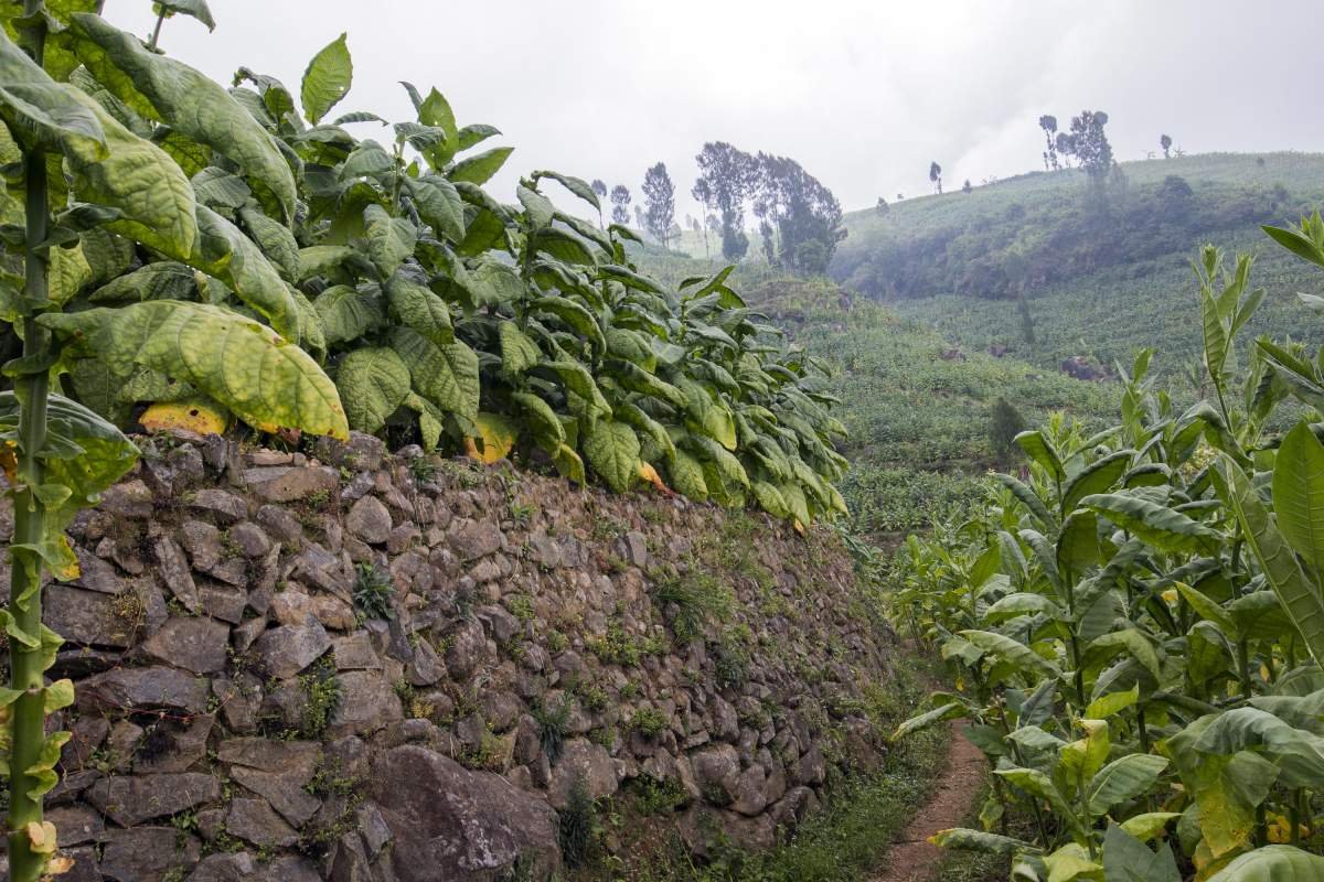 Tanggul Batu di Lereng Sumbing