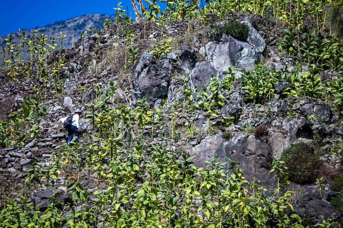 Tebing Berbatu Lereng Sumbing