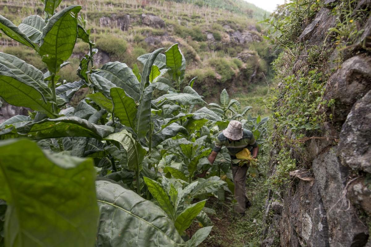 Tebing lereng Sumbing, Temanggung