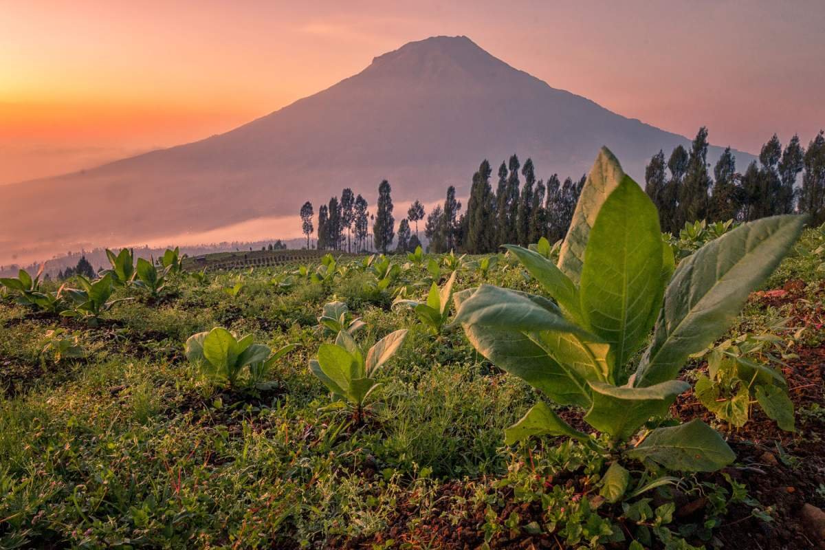 Tembakau Berlatar Gunung Sumbing Pagi hari