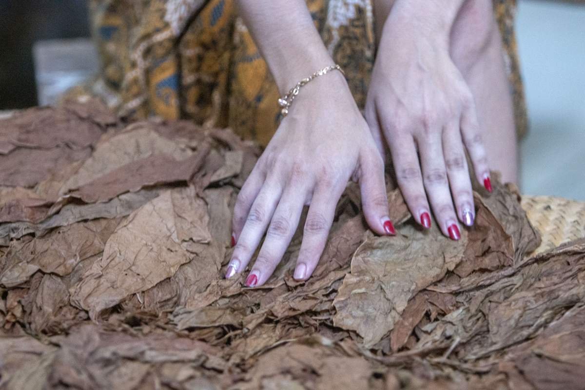 Tembakau cerutu Tarumartani