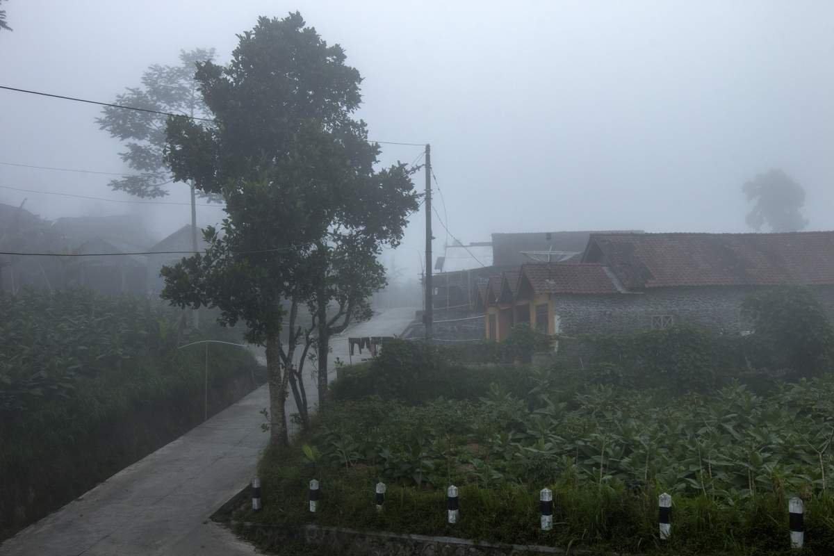 Tembakau di antara kabut pagi yang turun