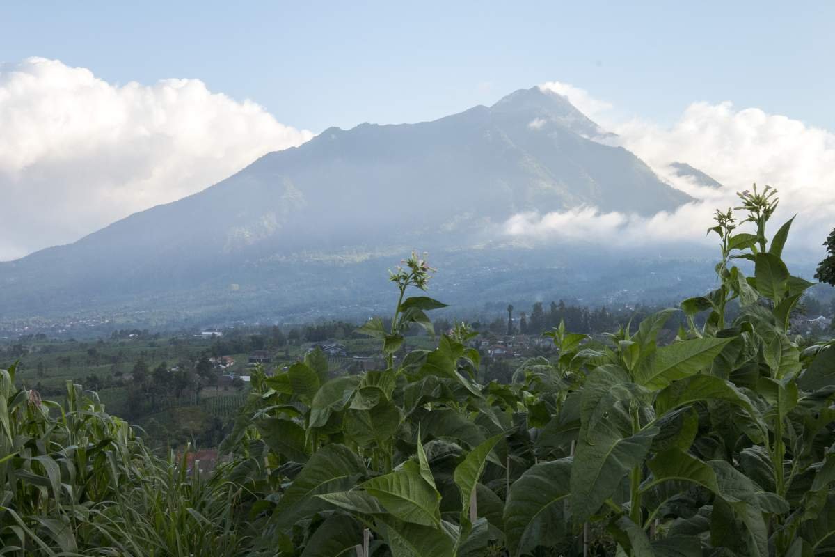 Tembakau di Desa Senden Boyolali
