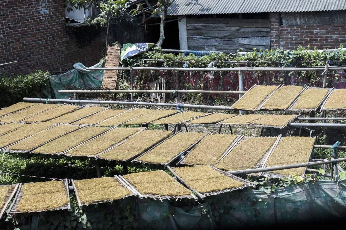 Tembakau di halaman rumah