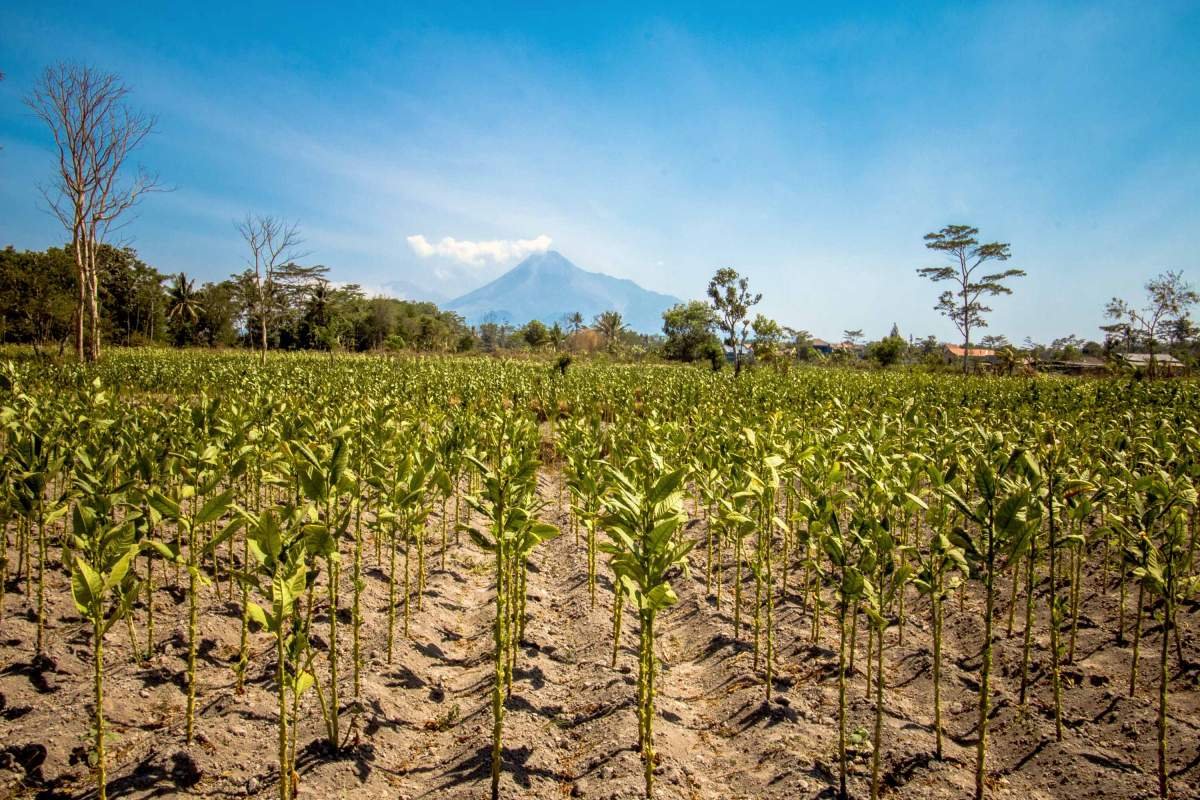 Tembakau di Ngaglik, Sleman, Yogyakarta