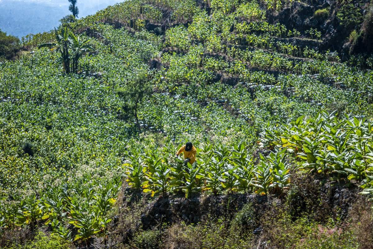Tembakau di tebing sumbing sedang dipetik