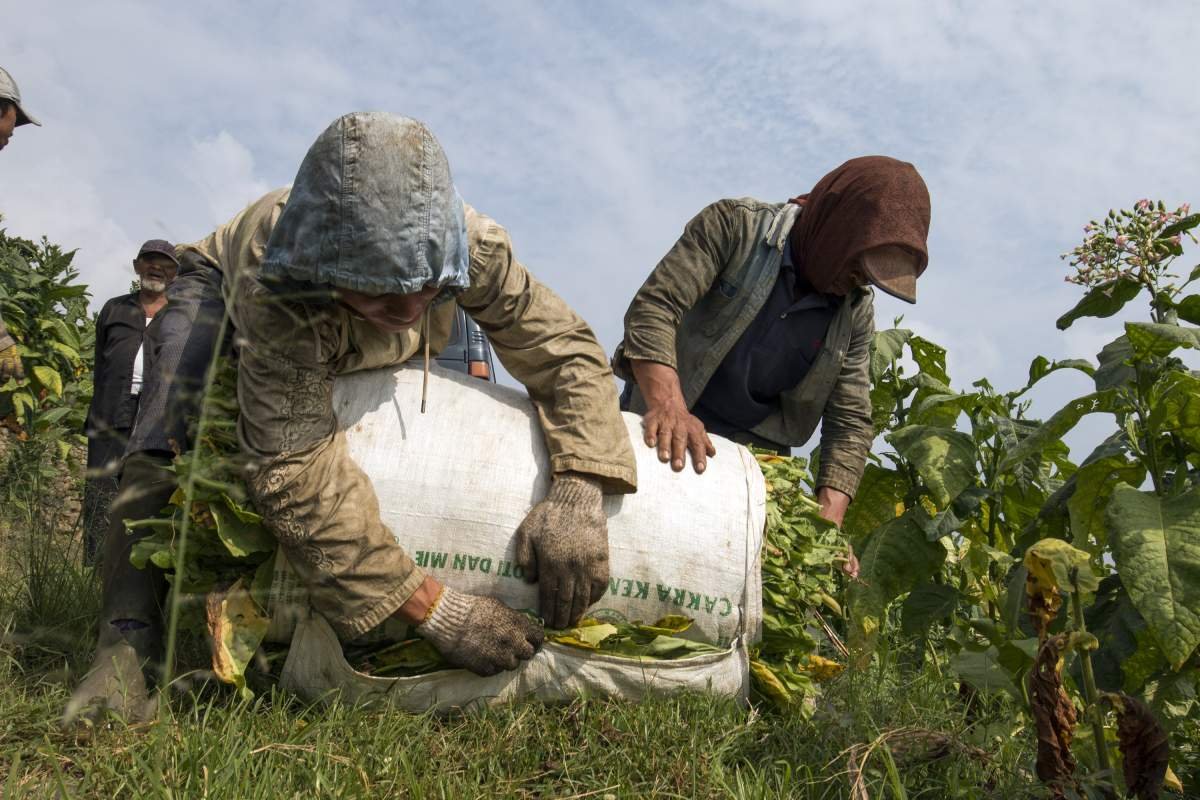 Tembakau Digulung di ladang