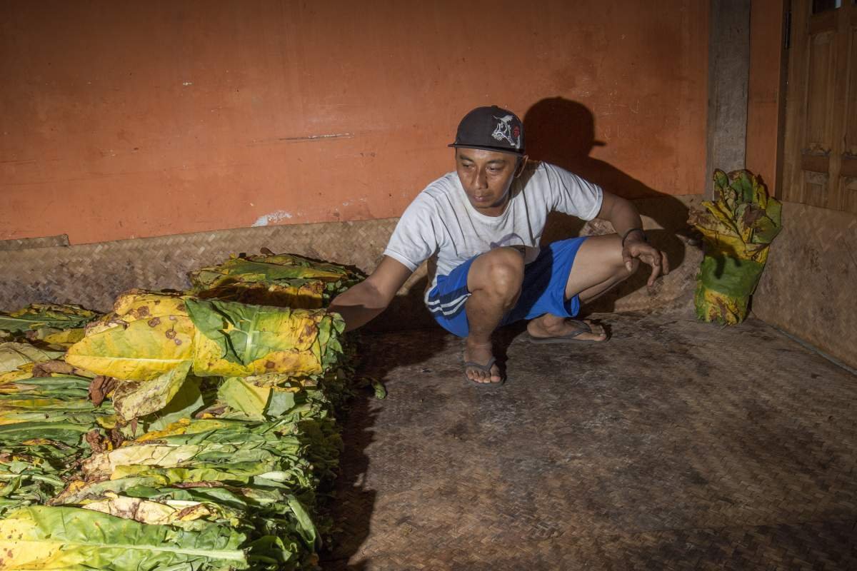 Tembakau gulungan diperam di dalam ruangan 