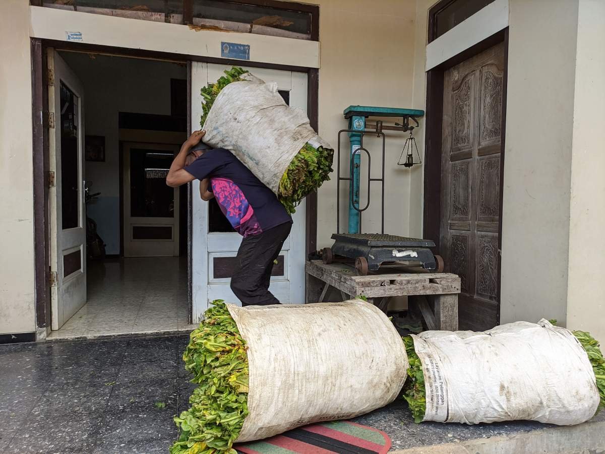 Tembakau Hasil petik usai Ditimbang Diperam di ruangan Khusus di Dalam Rumah