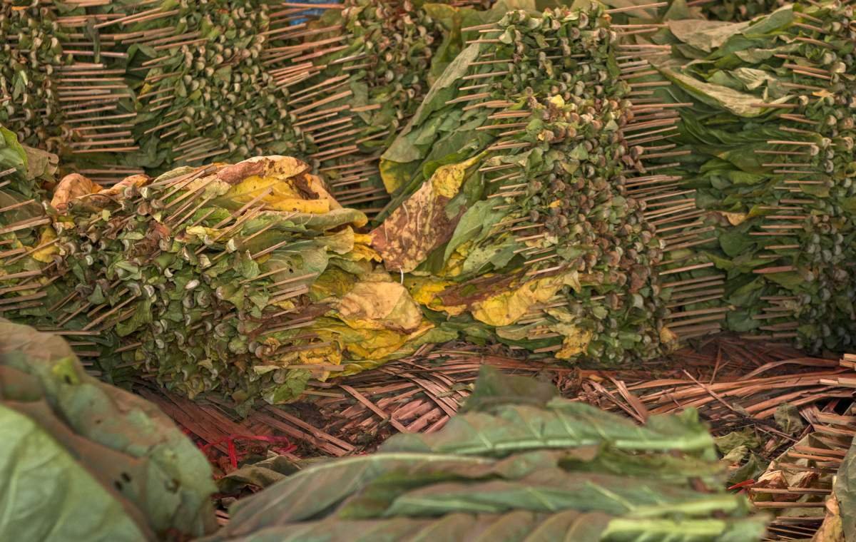 Tembakau Kasturi disuji dengan bambu sebelum dijemur