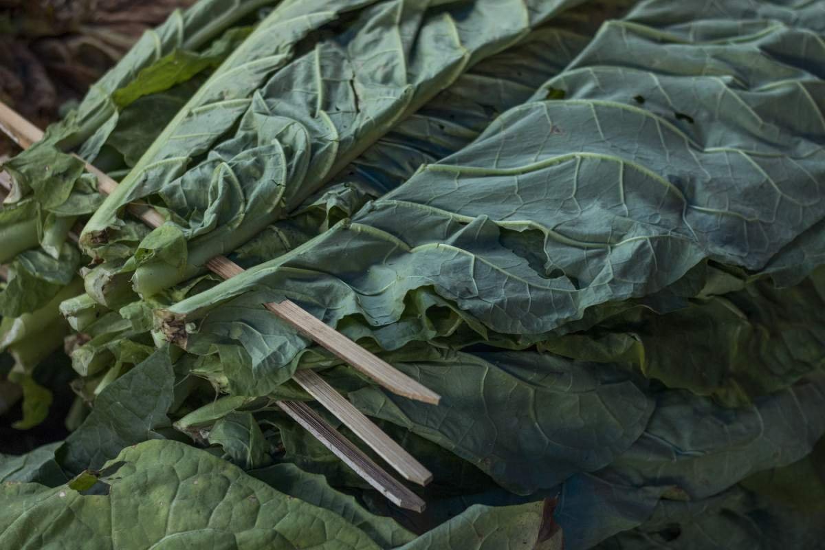 Tembakau Kasturi setelah disujen atau dirangkai menggunakan biah bambu sebagai alat menggantung daun tembakau dalam proses pengeringan.