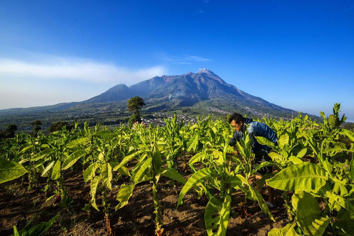 Tembakau Lereng Gunung Merbabu Berlatar Gunung Merapi