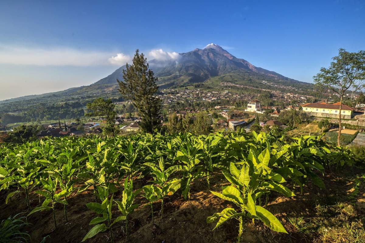 Tembakau Lereng Merbabu