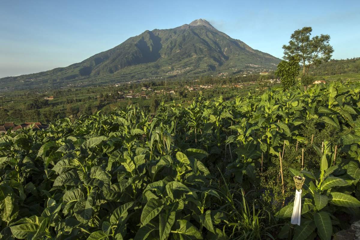 Tembakau Lereng Merbabu, Boyolali