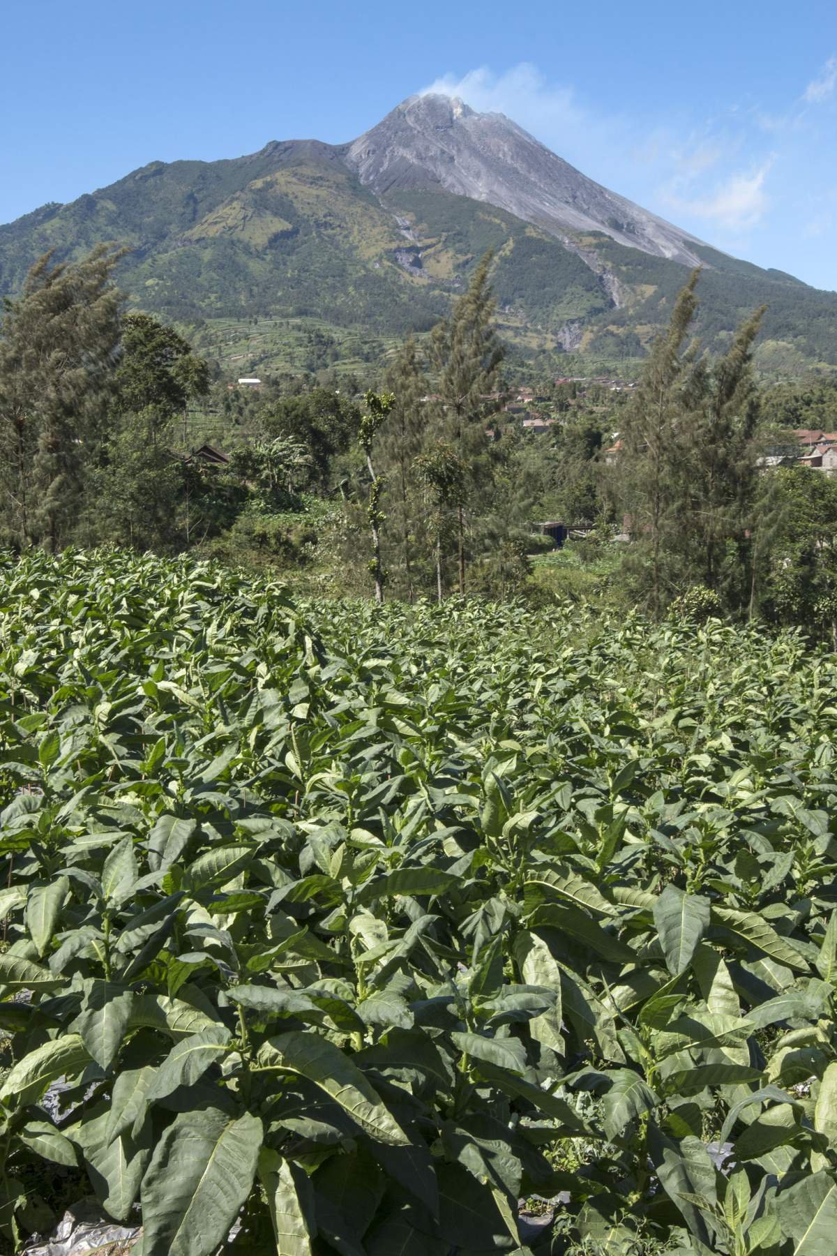 Tembakau merbabu merapi