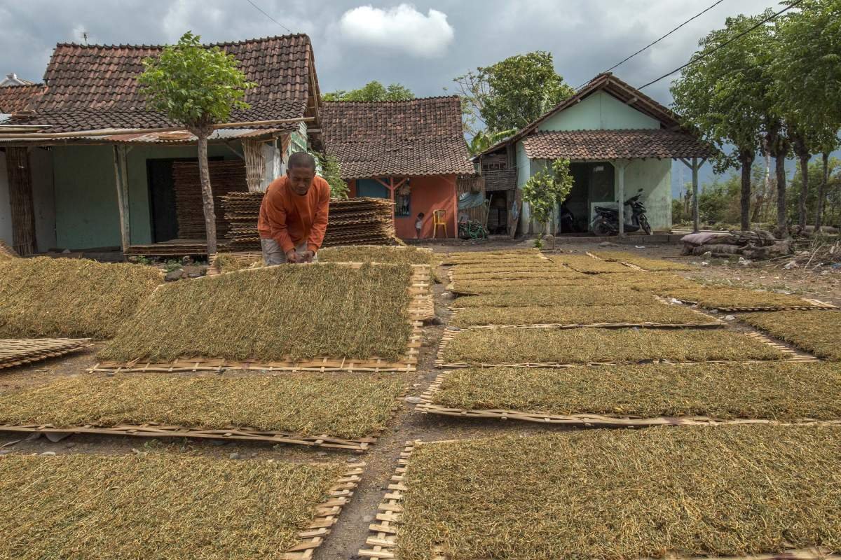 Tembakau paiton sedang dijemur