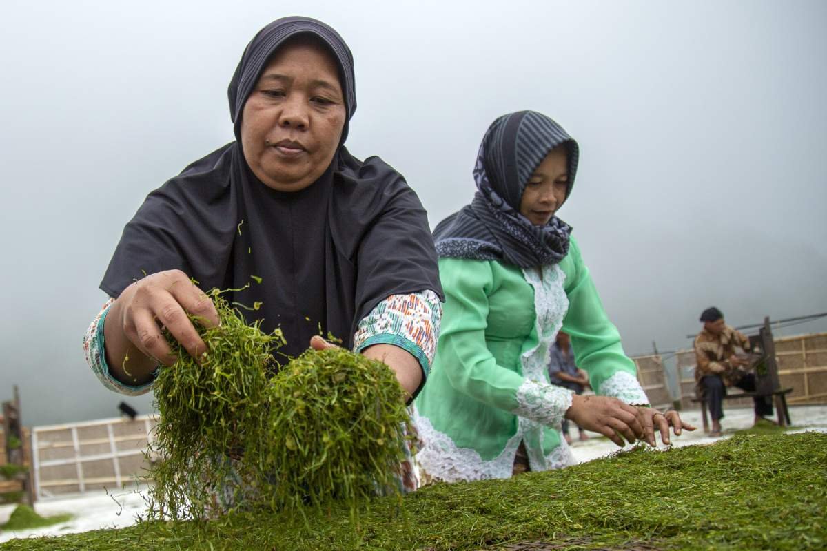 Tembakau rajangan dijejer di atas Rigen kemudian dijemur