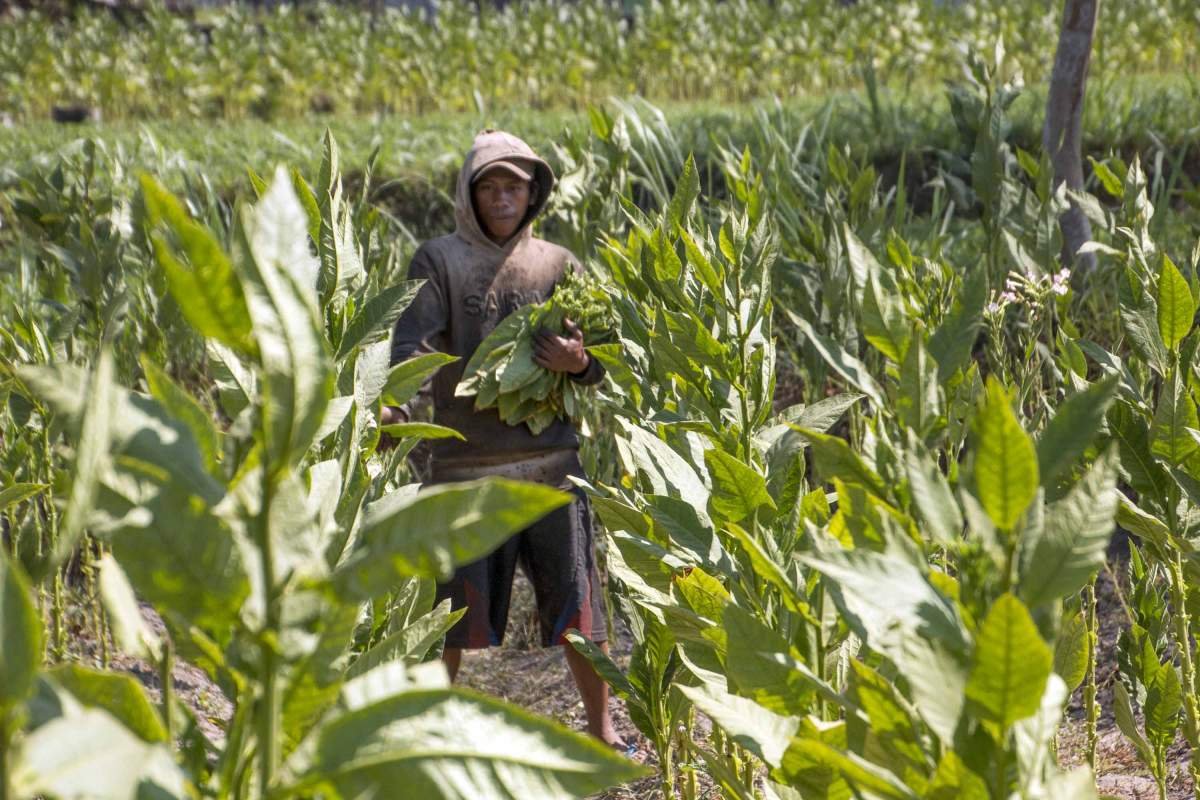Tembakau siap petik di ladang tembakau Ngaglik, Sleman