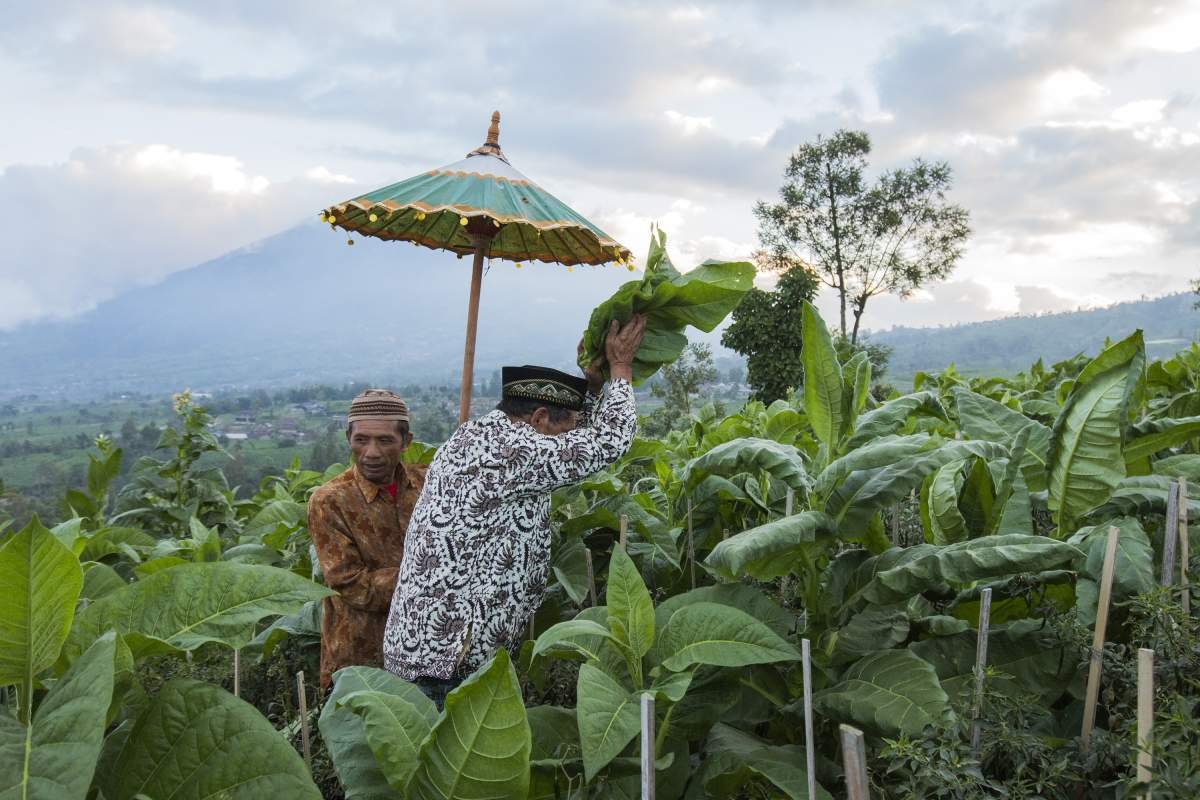 Tembakau untuk semesta kehidupan