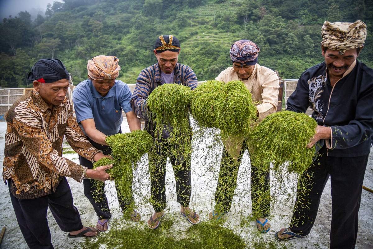 Tembakau usai dirajang