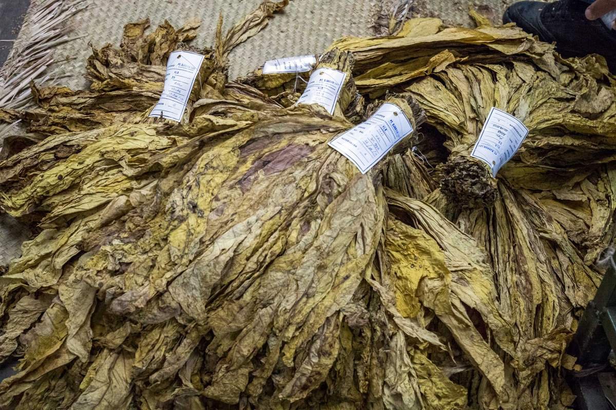 tembakau Virginia di ikat setelah lolos uji kualitas