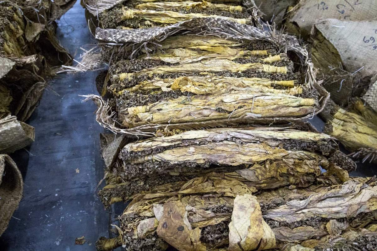 Tembakau Virginia kering di gudang tembakau Lombok