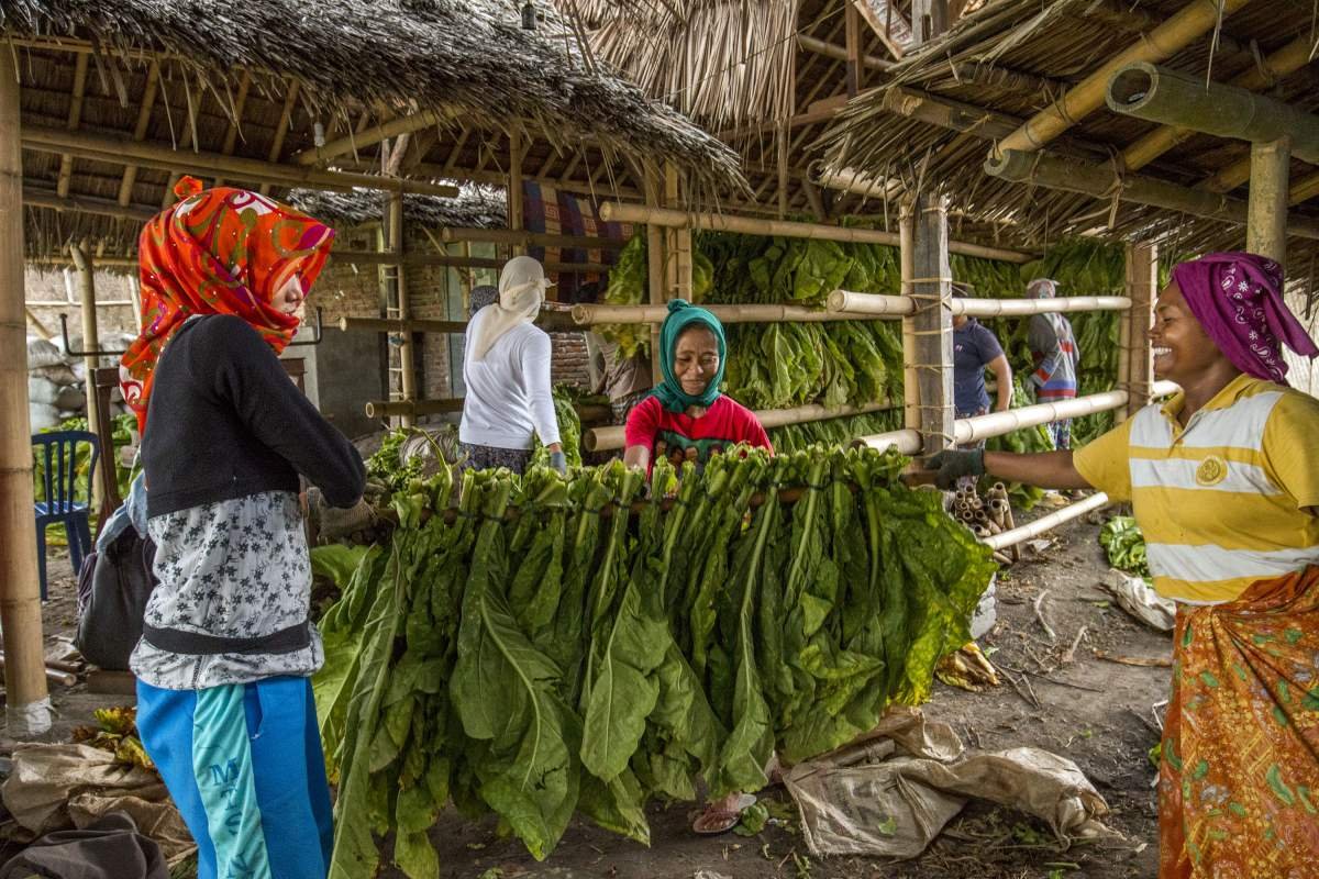 Tembakau Virginia Lombok