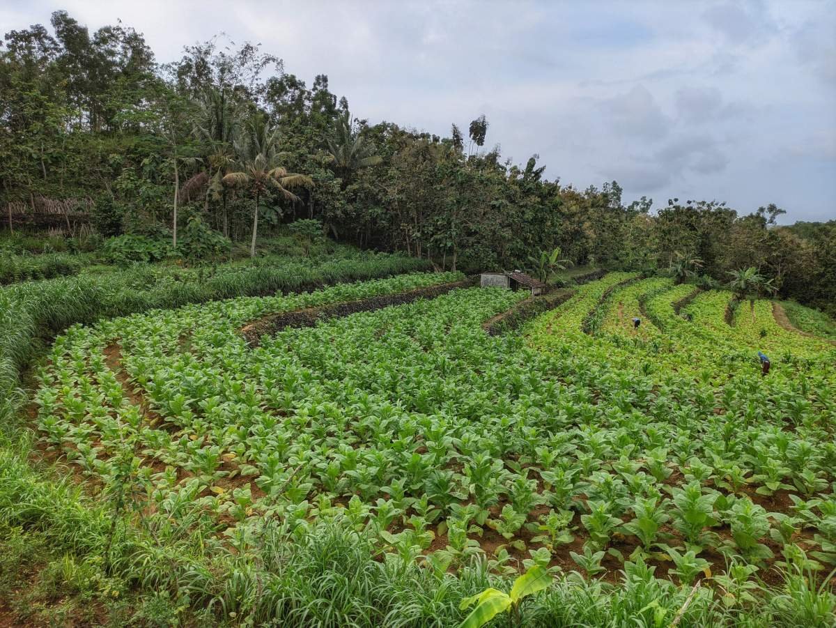 Terasering tembakau di Padukuhan Ploso