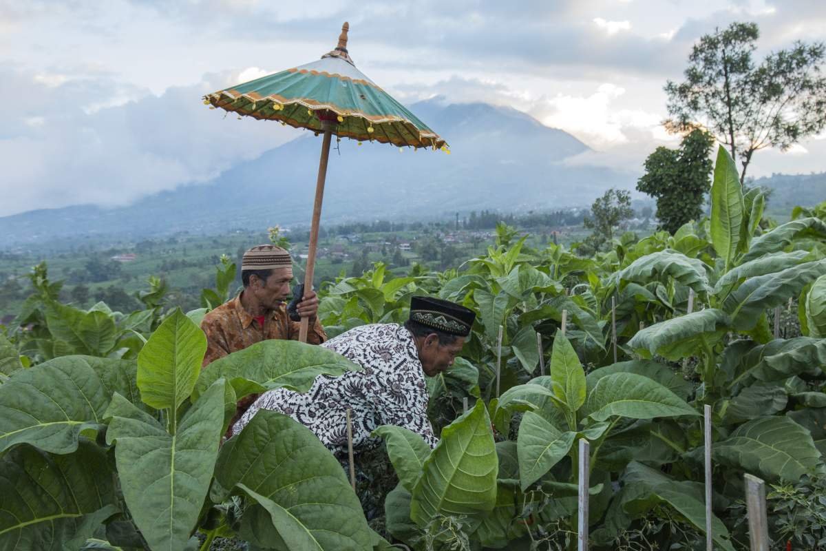 Tradisi Petik Tembakau Tungguk tembakau Boyolali