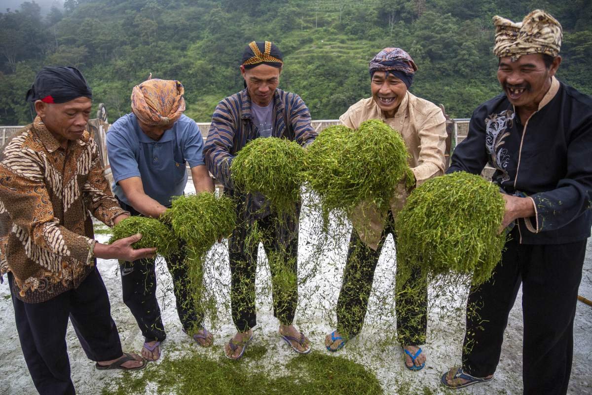 Warga Dusun Petarangan Temanggung merayakan rajang tembakau