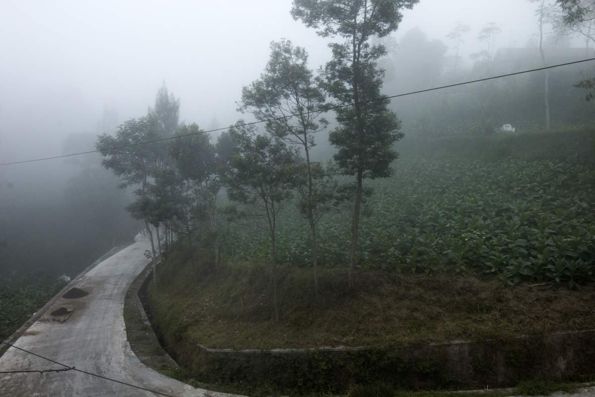 Yang Tumbuh di antara Kabut